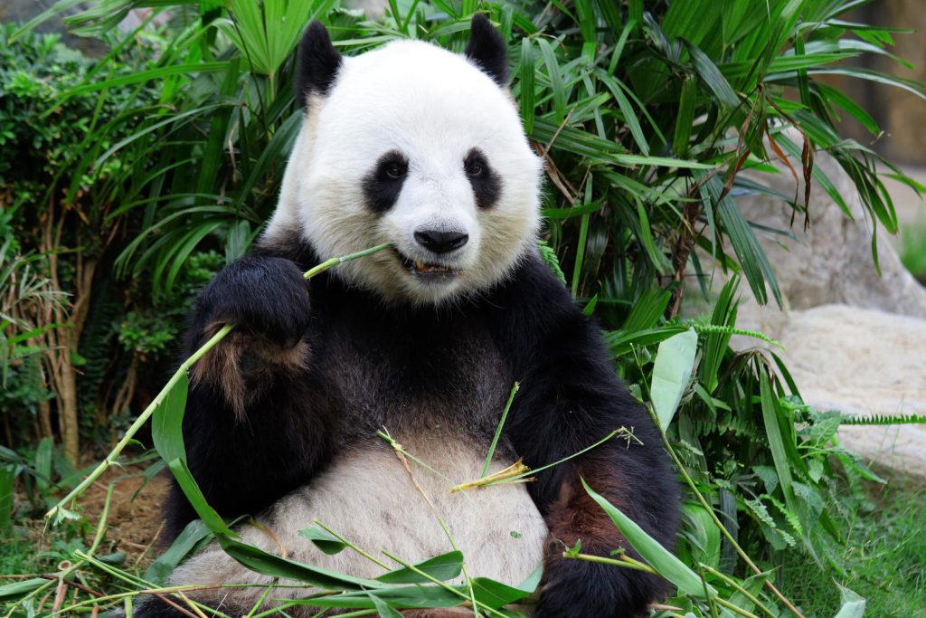 Pandar